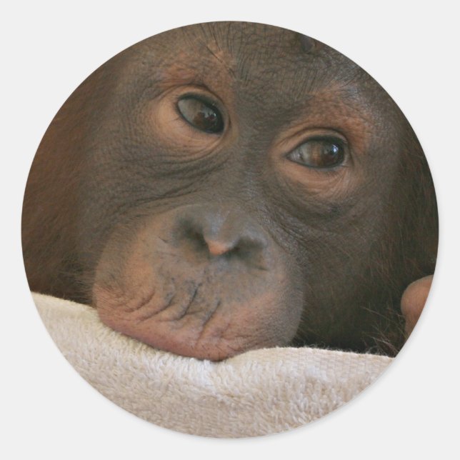 Baby Chimp Sticker (Vorderseite)
