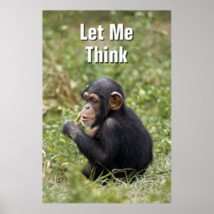 Baby Chimpanzee   Pan Troglodytes Poster