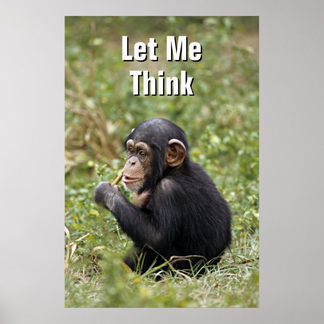 Baby Chimpanzee | Pan Troglodytes Poster (Vorne)