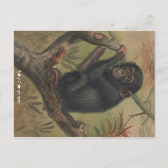 Baby Chimpanzee Vintag Zoological Sketch Postcard Postkarte (Vorderseite)
