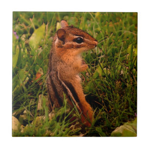 Baby Chipmunk Animal Art Fliese