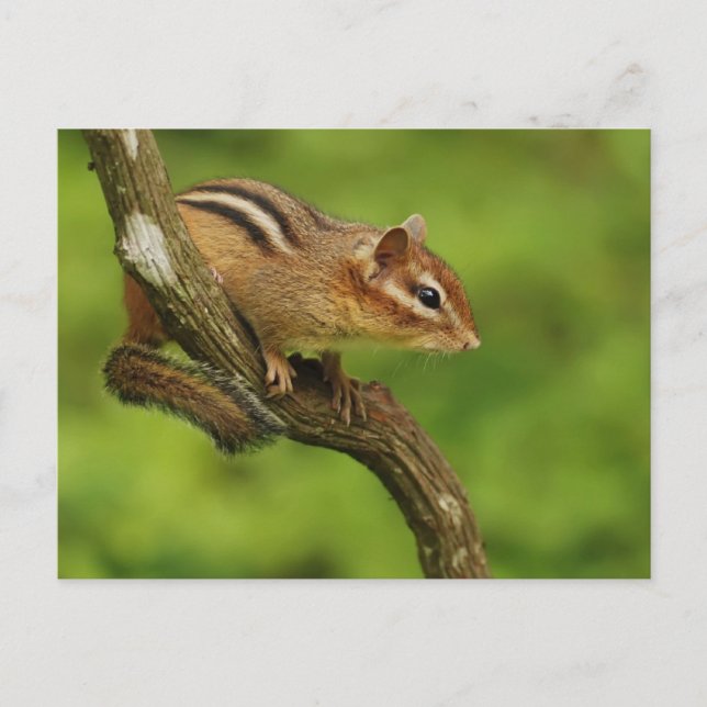 Baby Chipmunk in einem Baum Postkarte (Vorderseite)