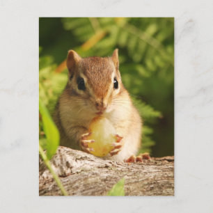 Baby Chipmunk mit Snack Postkarte