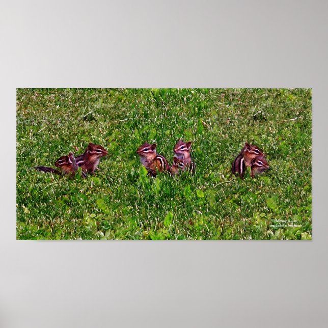 Baby Chipmunks Collage 1 Animal Pencil Art Poster (Vorne)