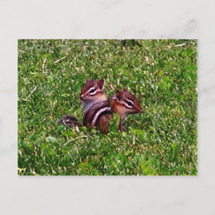 Baby Chipmunks First Day Animal Postcard Postkarte