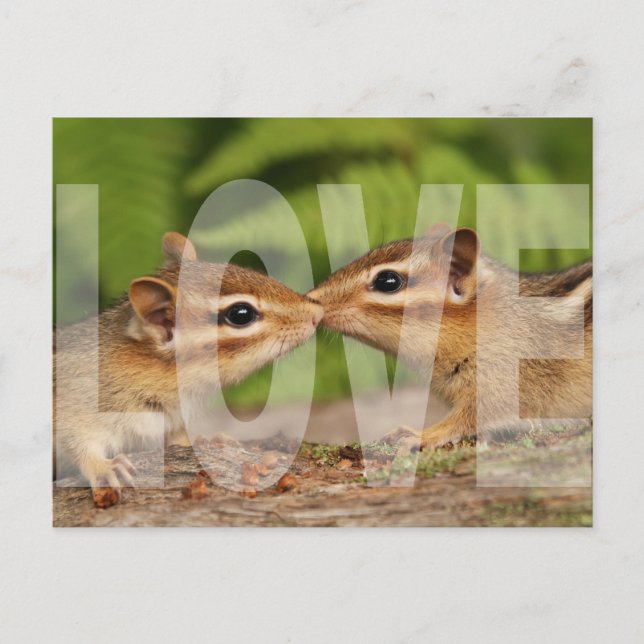 Baby Chipmunks Liebe Design Postkarte (Vorderseite)
