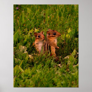 Baby Chipmunks Wildlife Animal Art Poster