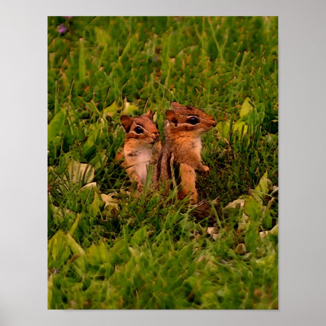 Baby Chipmunks Wildlife Animal Art Poster (Vorne)