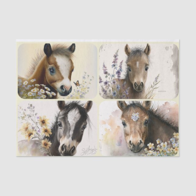 Baby Colts Seidenpapier (Vorderseite)