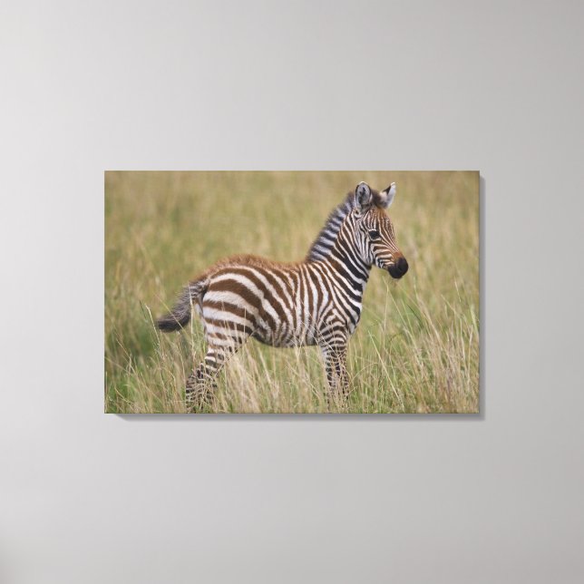 Baby Common Zebra, Equus burchelli Leinwanddruck (Vorderseite)