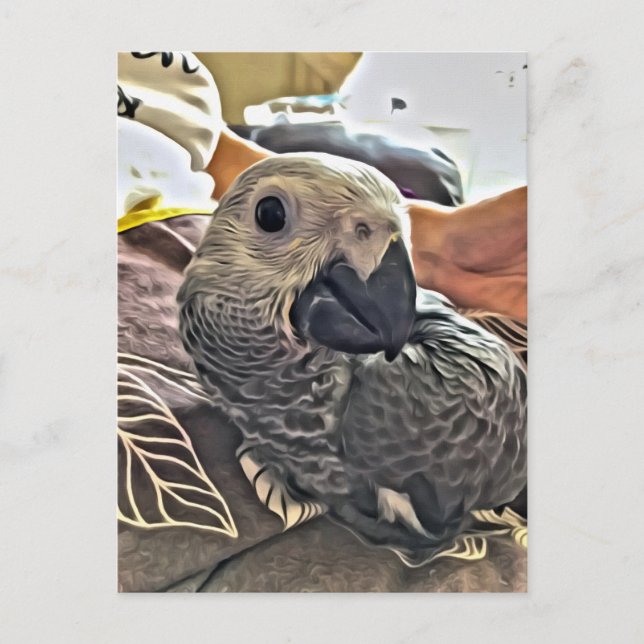 Baby Congo African Gray Parrot Postkarte (Vorderseite)
