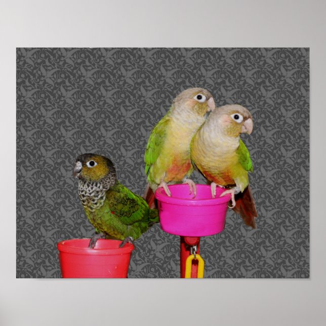 Baby Conure Parrots Animal Poster (Vorne)