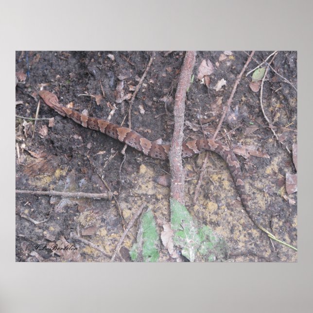 Baby Cottonmouth Moccasin Poster (Vorne)
