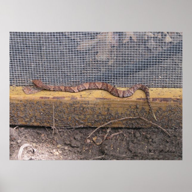 Baby Cottonmouth Snake Poster (Vorne)