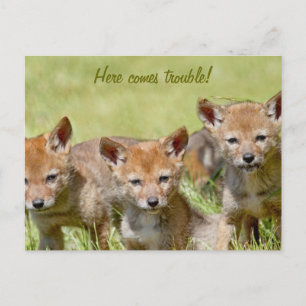 Baby Coyotes Foto Postkarte