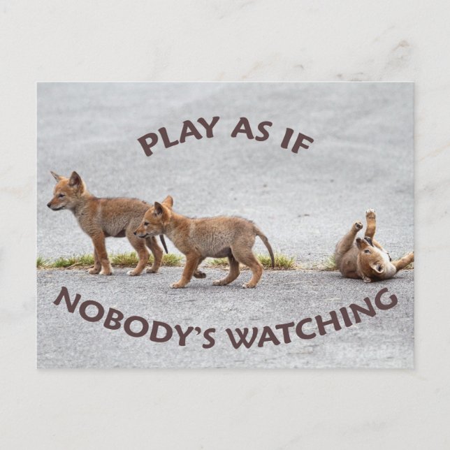 Baby Coyotes Playing Postkarte (Vorderseite)