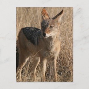 Baby Coyotes Postcard Postkarte