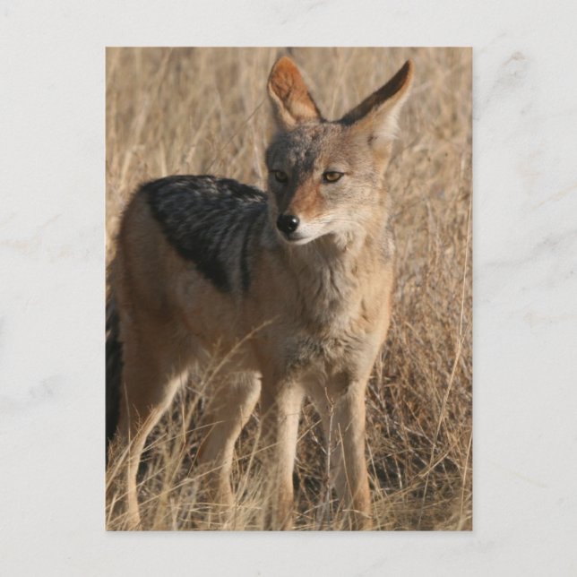 Baby Coyotes Postcard Postkarte (Vorderseite)