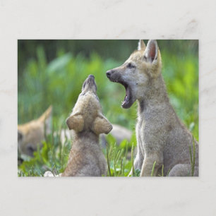 Baby Coyotes Postkarte