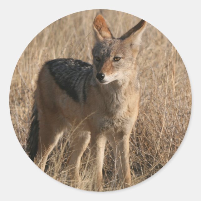 Baby Coyotes Stickers (Vorderseite)