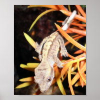 Baby Created Gecko Print/Poster