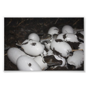 Baby Crocodiles Fotodruck