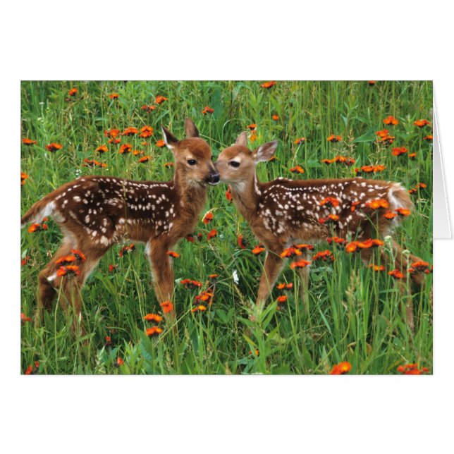 Baby Deer Cards (Vorderseite (Horizontal))