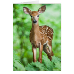 Baby Deer Fawn Bambi im Wald