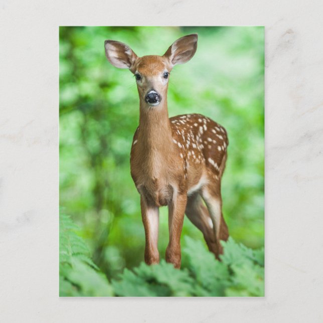 Baby Deer Fawn Bambi im Wald Postkarte (Vorderseite)