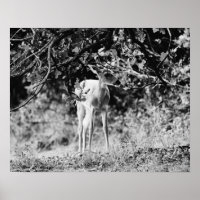 Baby Deer Fawn Fotografie Print