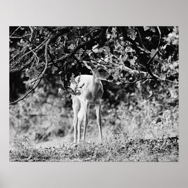 Baby Deer Fawn Fotografie Print Poster (Vorne)