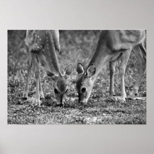 Baby Deer Fawns Grabfotografische Kunst drucken Poster