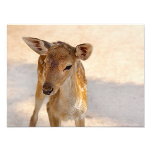Baby Deer Fotodruck