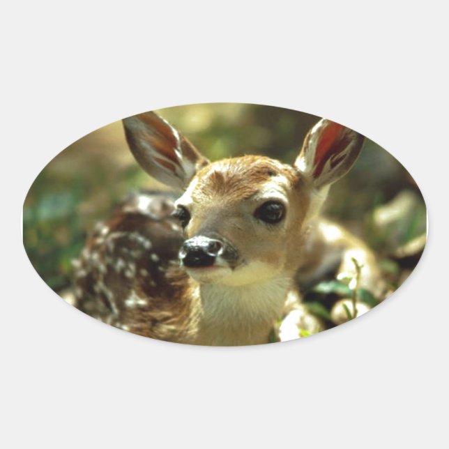 Baby Deer Geschenke Ovaler Aufkleber (Vorderseite)