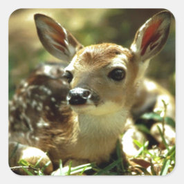 Baby Deer Geschenke Quadratischer Aufkleber
