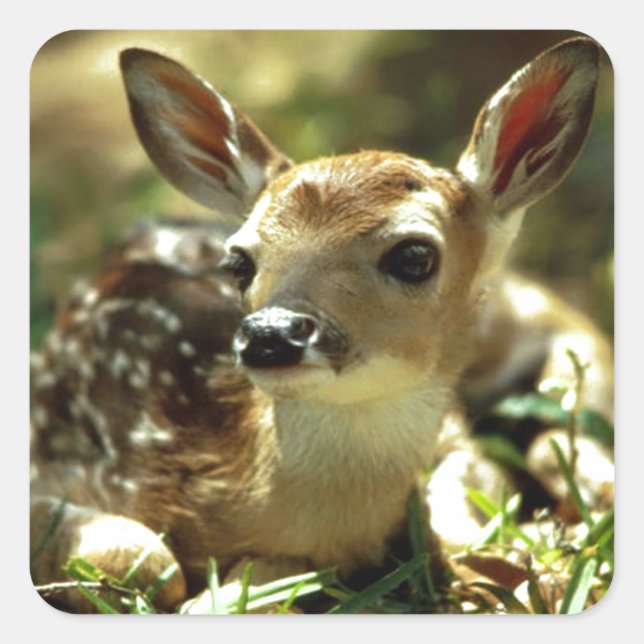 Baby Deer Geschenke Quadratischer Aufkleber (Vorderseite)