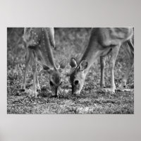 Baby Deer Grazing Fotografien Print