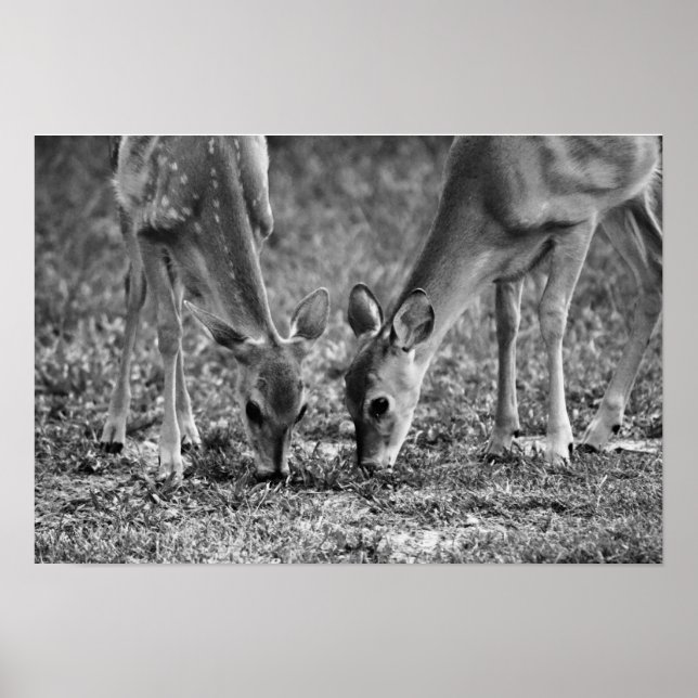 Baby Deer Grazing Fotografien Print Poster (Vorne)