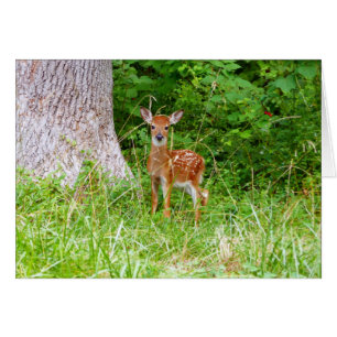 Baby Deer in the Woods Nature Fotografy