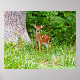 Baby Deer in the Woods Nature Fotografy Poster