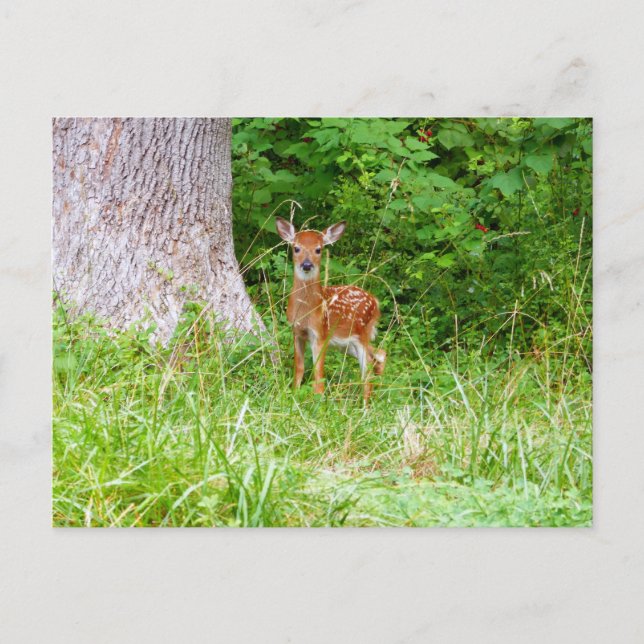 Baby Deer in the Woods Nature Fotografy Postkarte (Vorderseite)