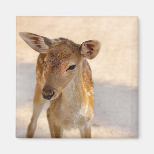 Baby Deer Magnet