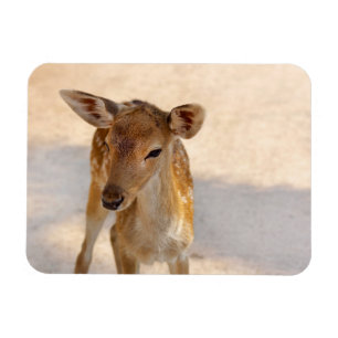Baby Deer Magnet