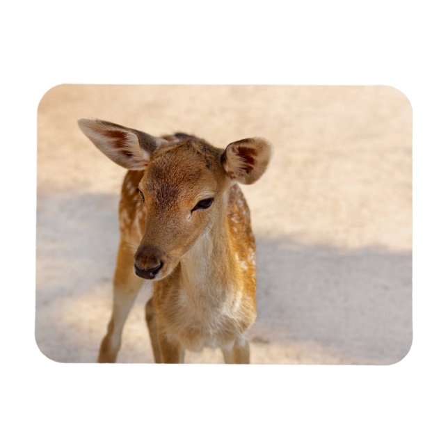 Baby Deer Magnet (Horizontal)