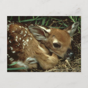 Baby Deer Postcard Postkarte