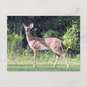 Baby Deer Postcard Postkarte