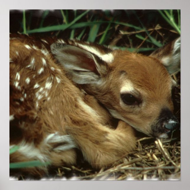 Baby Deer Poster (Vorne)