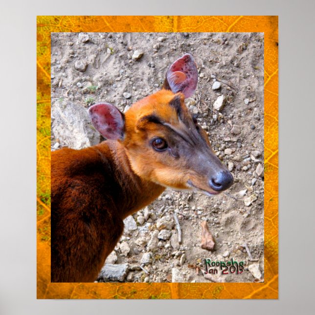Baby Deer Poster (Vorne)