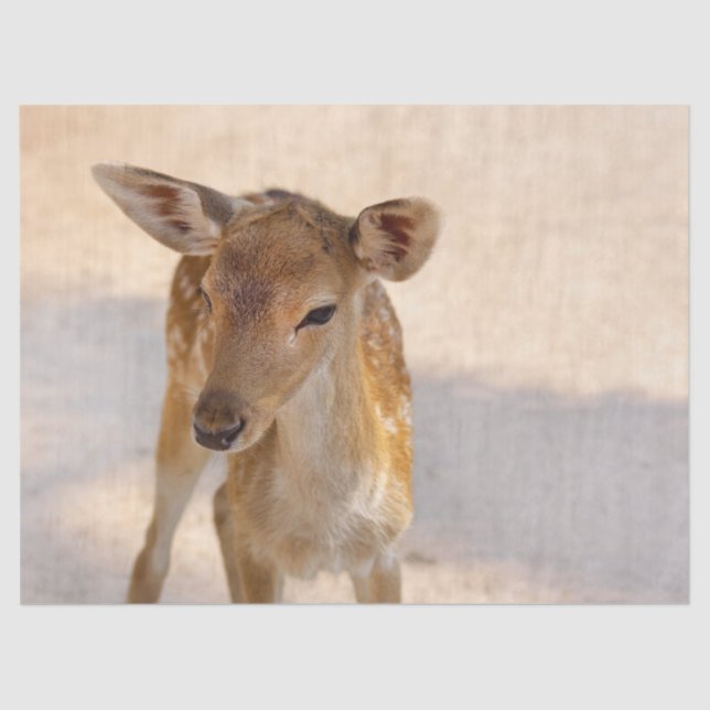Baby Deer Seidenpapier (Vorderseite)