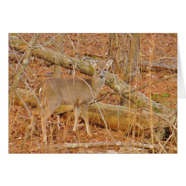 Baby Deer's Erster Winter (Vorderseite (Horizontal))